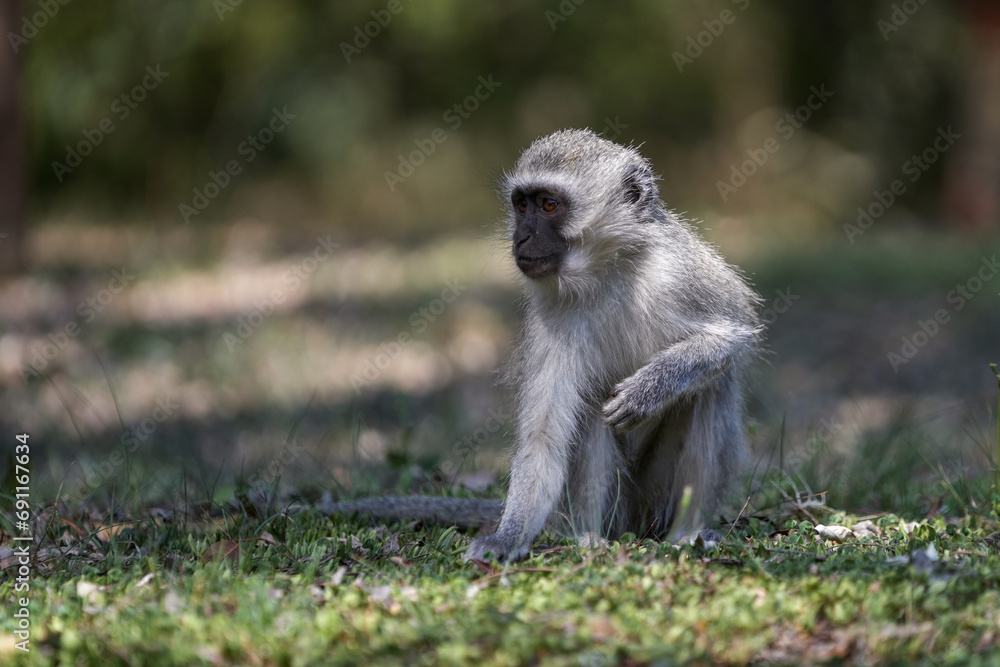 Obraz premium Cute Vervet Monkey sitting comfortably and playing around. taken in very soft light with shallow depth of field. Taken at the waterberg Nature reserve in South Africa