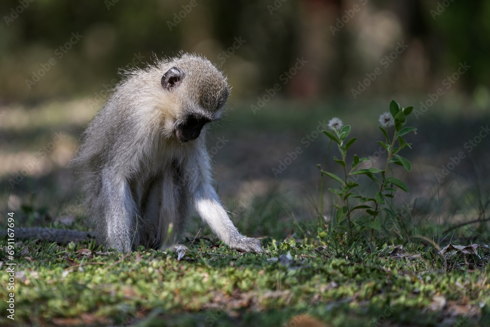 Obraz premium Cute Vervet Monkey sitting comfortably and playing around. taken in very soft light with shallow depth of field. Taken at the waterberg Nature reserve in South Africa
