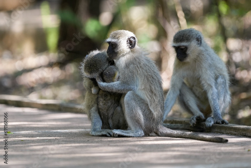 Baby Vervet monkey with its mom holding on for security and being caressed and learning about being a monkey. Taken in a holiday resort in South Africa © Phillip