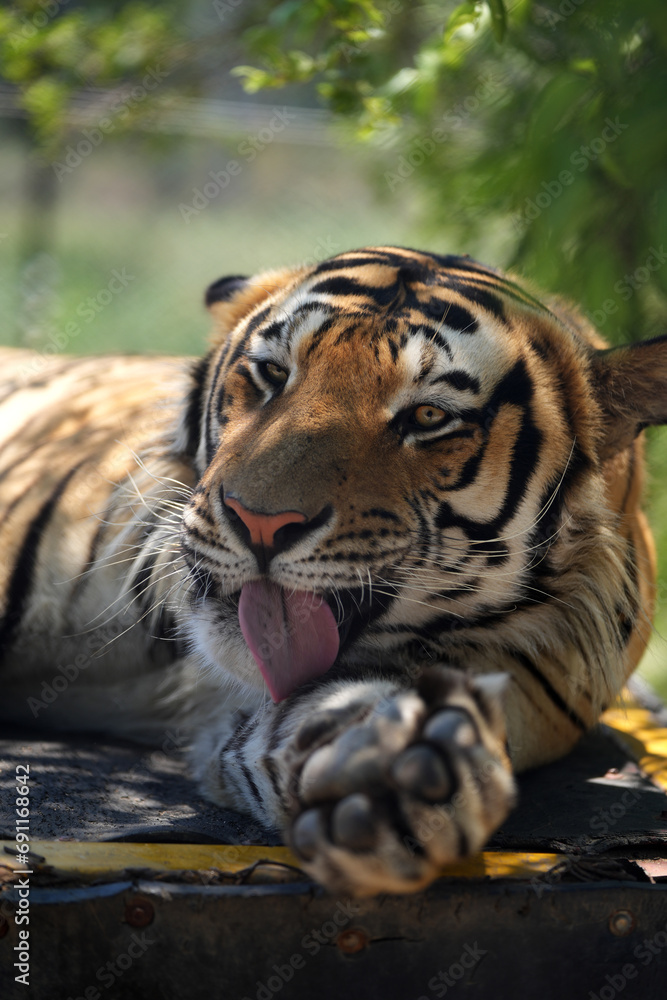 Obraz premium Beautiful Bengal Tiger lazing around looking alert with beautiful abstract patterns on its pelt. taken in an animal sanctuary in South Africa 