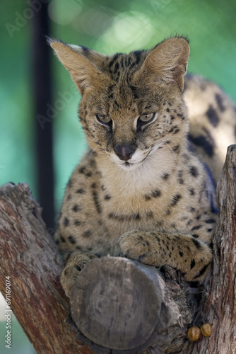 Wild serval feline cat sitting on a branch looking unimpressed photo