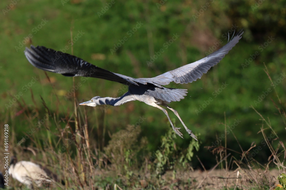 Naklejka premium in volo