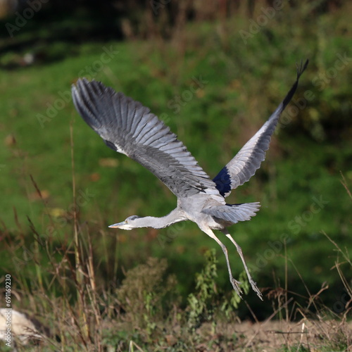 in volo