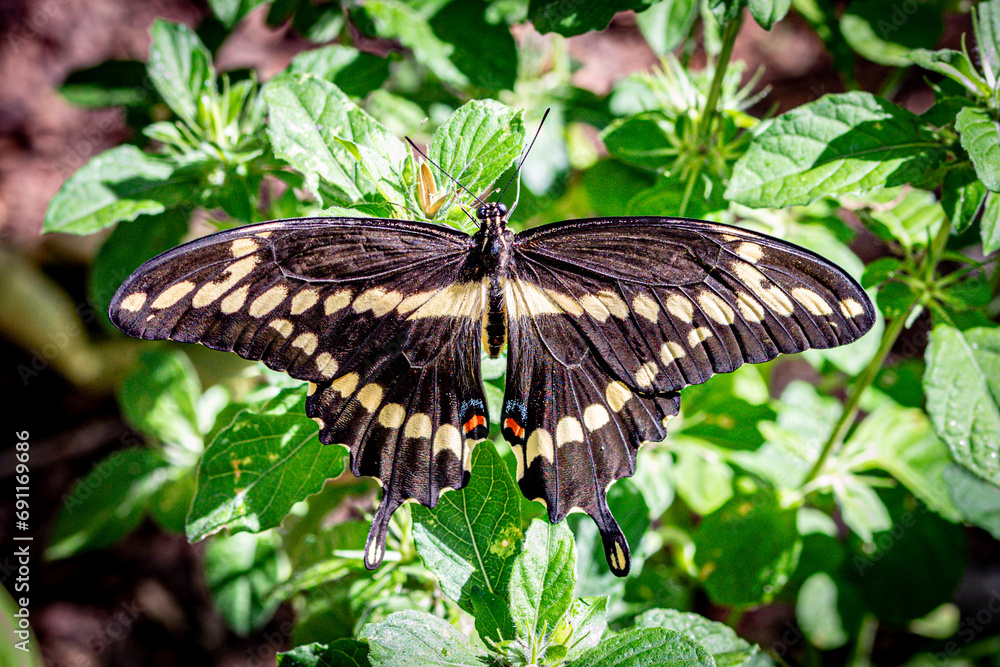 Naklejka premium Swallowtail Butterfly in the Garden