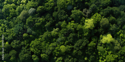 A breathtaking aerial view of a lush green forest, showcasing the beauty and diversity of nature from above. photo
