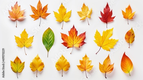 Place autumn leaves on a white background and lay them flat.