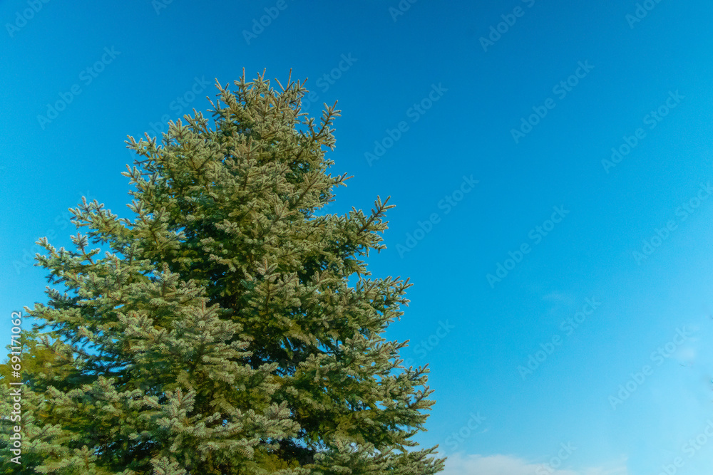 The top of a green Christmas tree against the sky