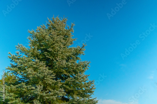 The top of a green Christmas tree against the sky © Benjamin Gelman