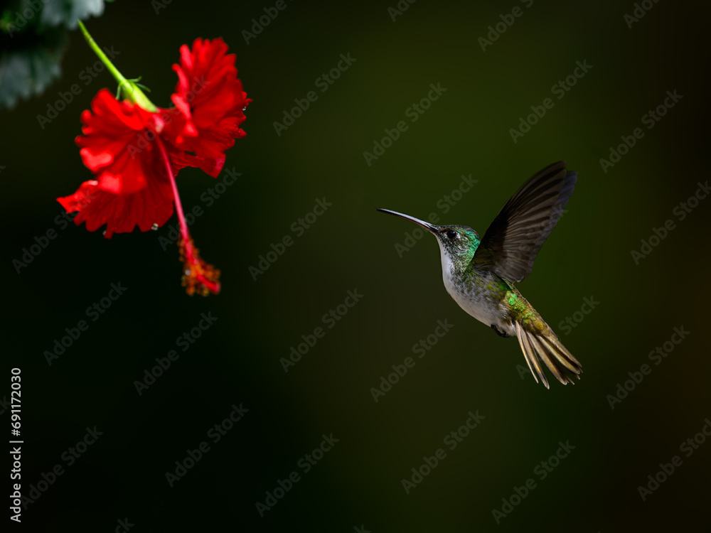 Fototapeta premium Andean Emerald Hummingbird in flight collecting nectar from beautiful red flower on dark green background