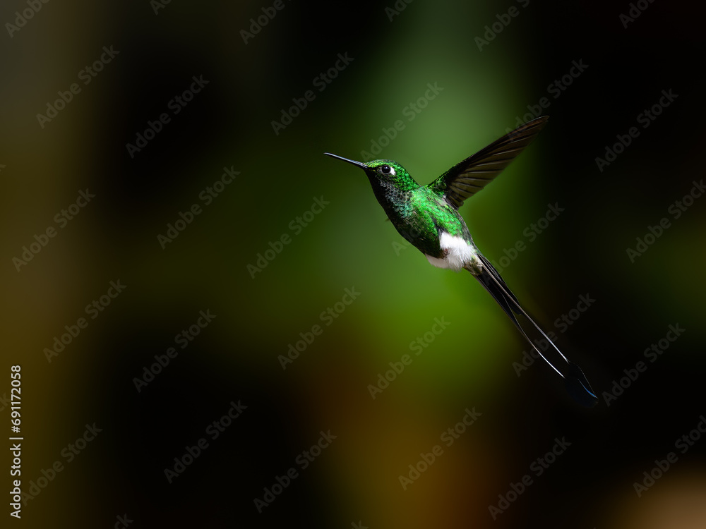 Fototapeta premium White-booted racket-tail Hummingbird in flight on green background