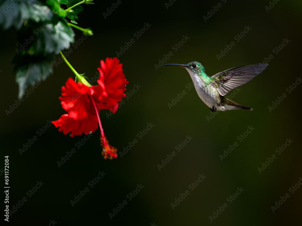 Fototapeta premium Andean Emerald Hummingbird in flight collecting nectar from beautiful red flower on dark green background