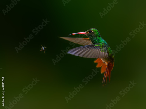 Rufous-tailed Hummingbird in flight on dark green background