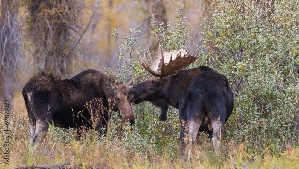Bull and Cow Moose Rutting in Wyoming in Autumn Bull and Cow Moose Rutting in Wyoming in Autumn