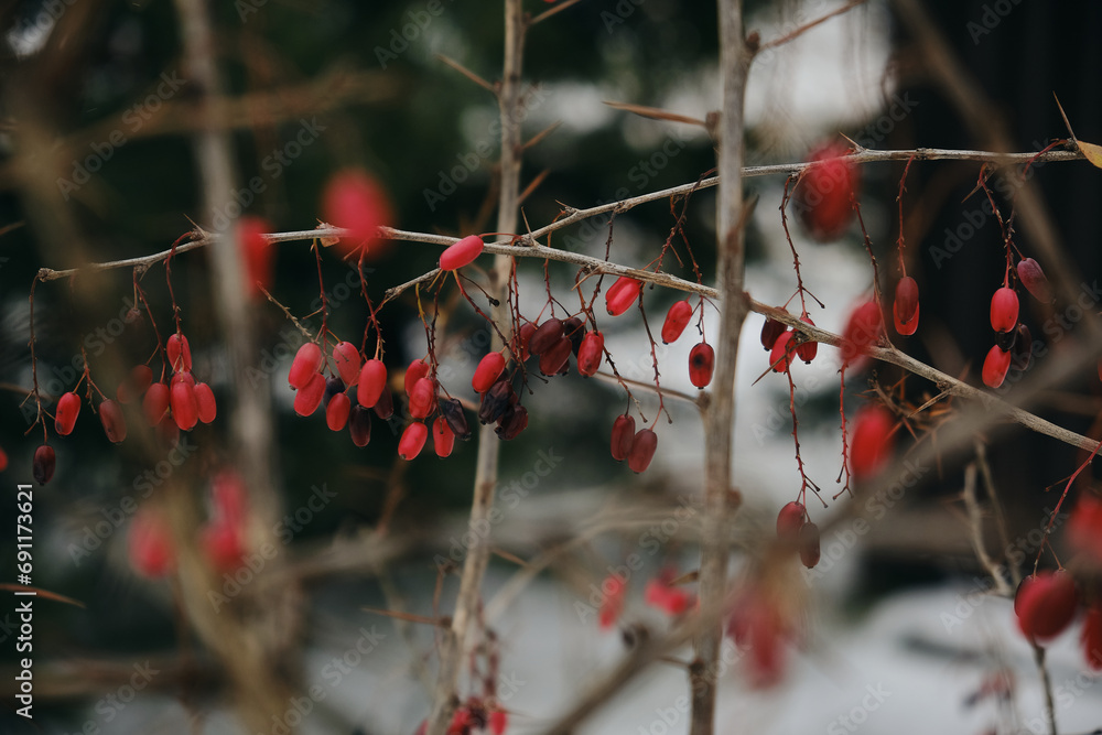 Close-up to barberry bush branch with red berries on it Close-up to barberry bush branch with red berries on it