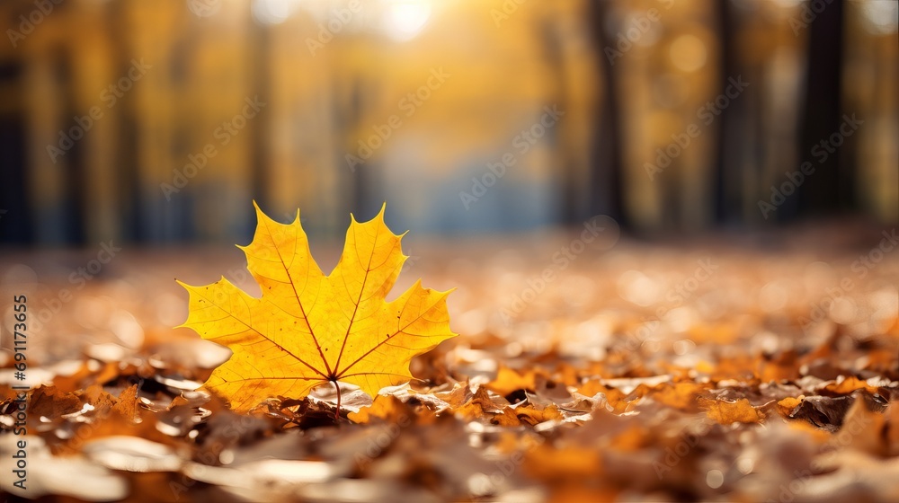 The forest is filled with beautiful gold falls during autumn scenery.