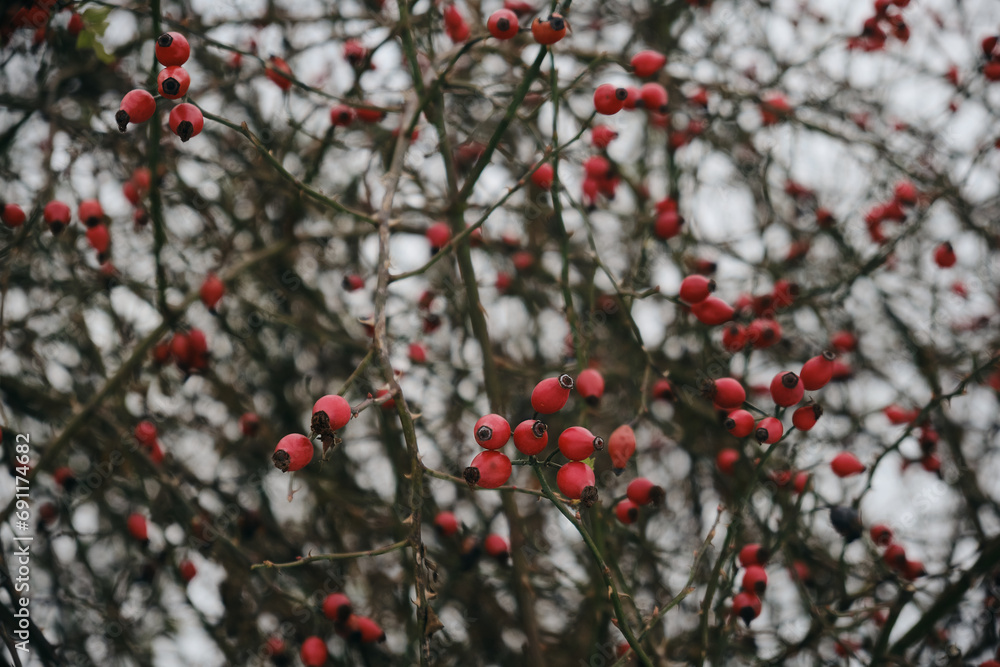 Rosehip close-up on the branches of a bush. Ripe rose hips grow in the garden.