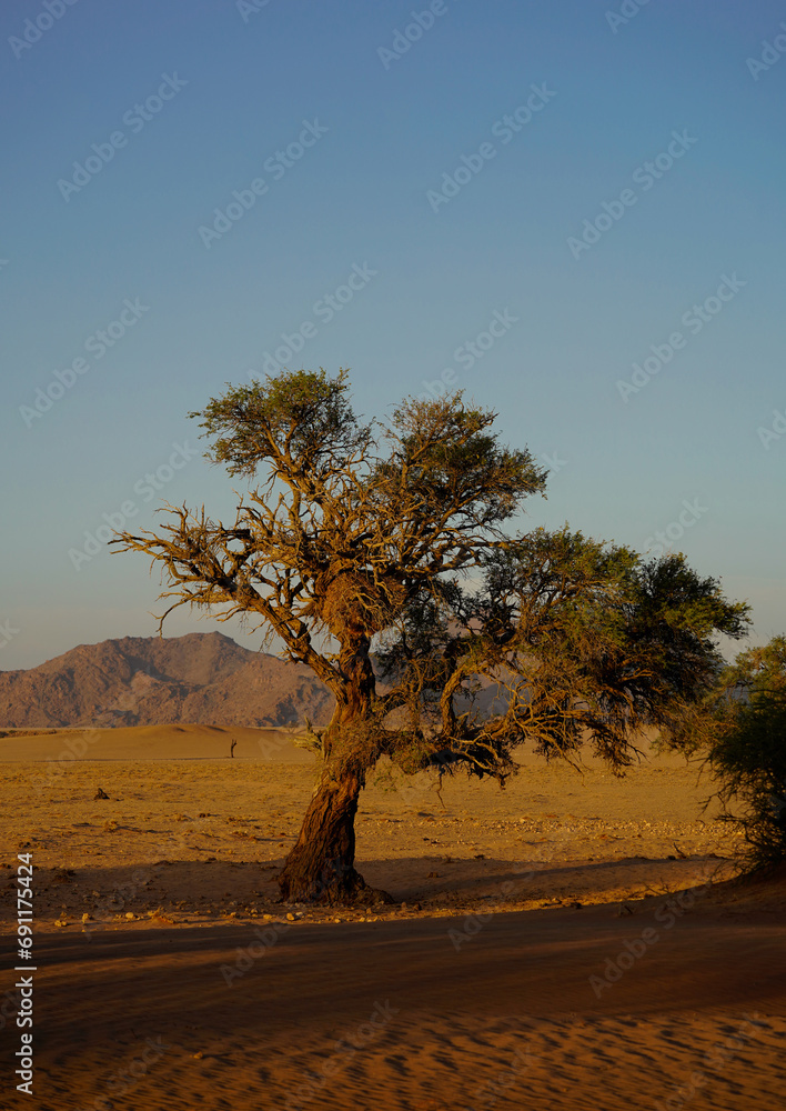 Naklejka premium Large acacia tree growing in the sand, Namibia