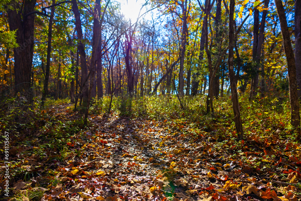 Fototapeta premium Tree and sun