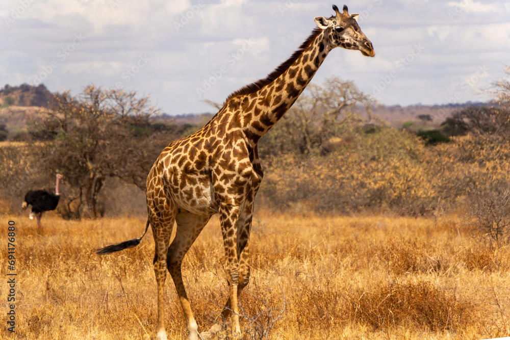 Fototapeta premium giraffe in the wild