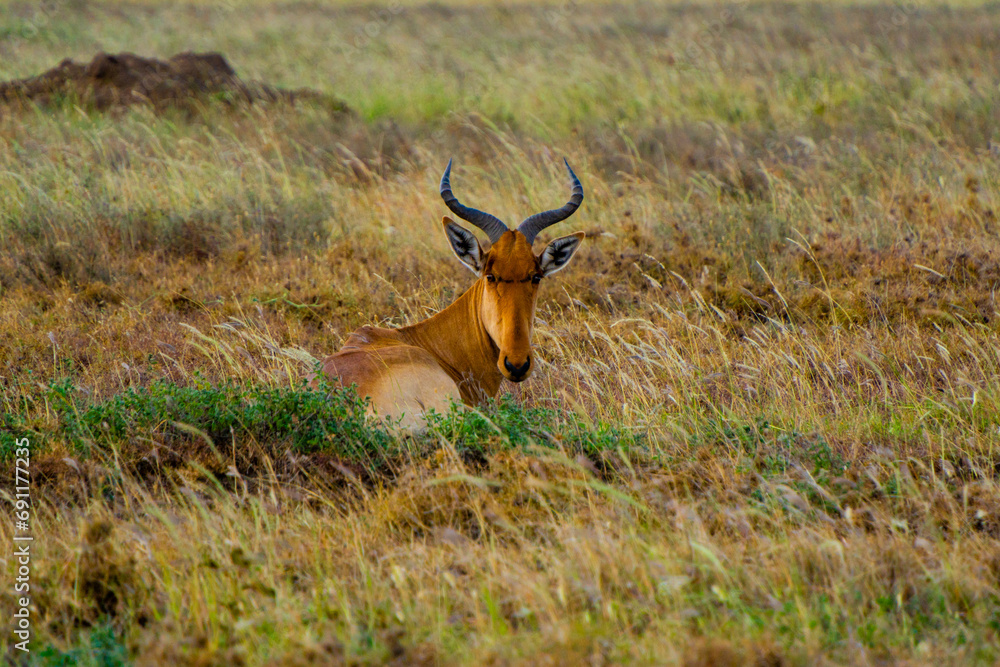 impala in the savannah impala in the savannah