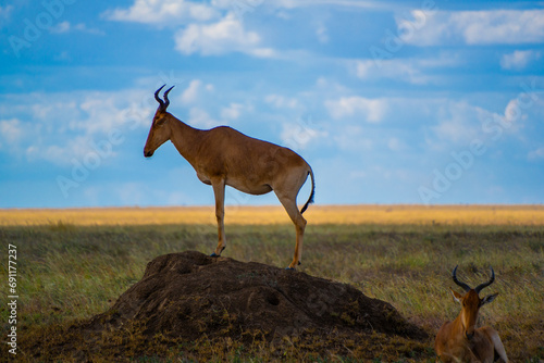Photography impala in the wild