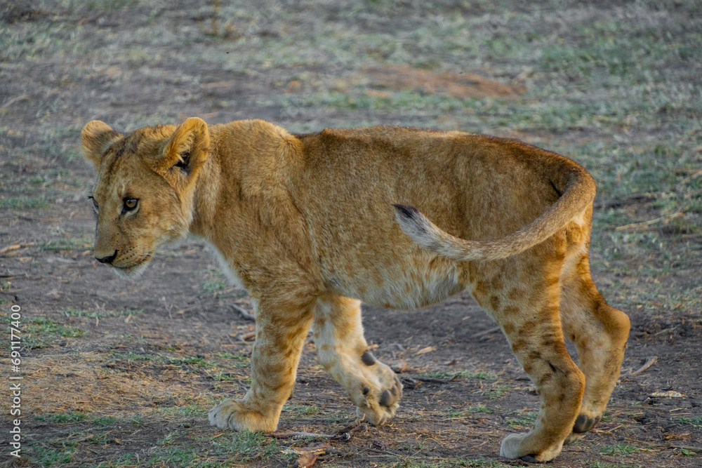 Fototapeta premium Lion cubs
