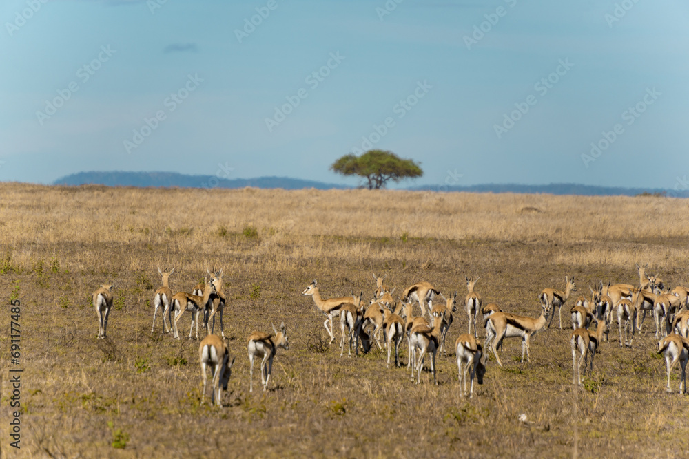 Serengeti landscape Serengeti landscape