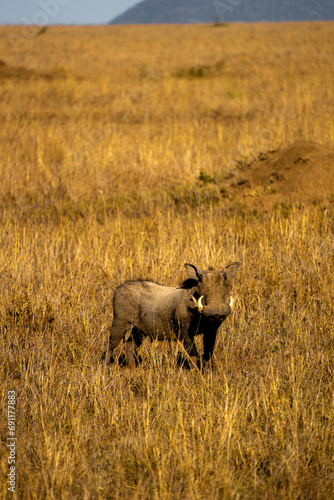pumba in the grass in serengeti