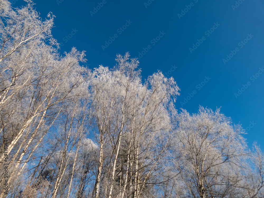 View on trees in forest fully covered with white frost on a sunny winter day with contrasting blue sky in background. Winter scenery View on trees in forest fully covered with white frost on a sunny winter day with contrasting blue sky in background. Winter scenery