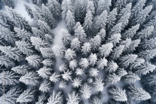 Drone photo of snow-covered evergreen trees during winter and after snowfall. Aerial view of a frozen  icy landscape