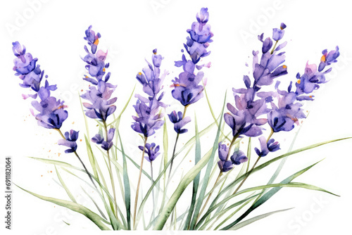 lavender flower watercolor isolated on white