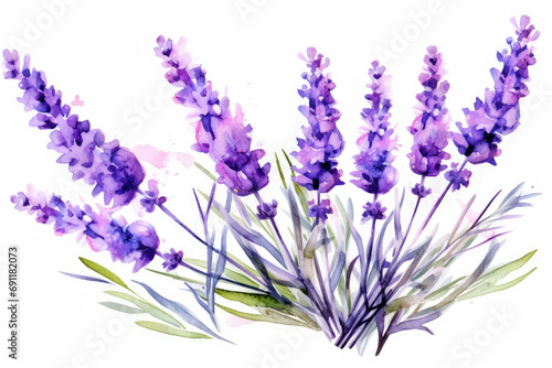 lavender flower watercolor isolated on white