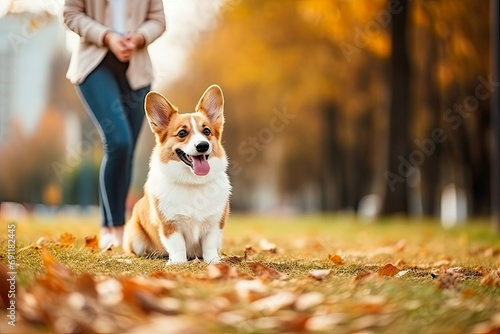 Young girl trains pembroke welsh corgi in the park in sunny weather, happy dogs concept