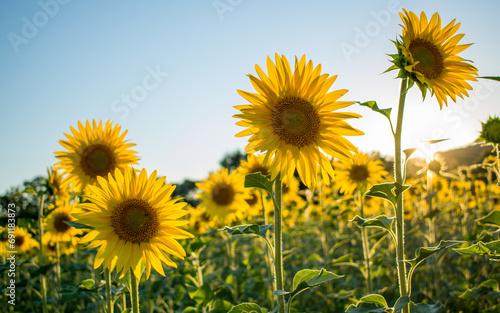 Fototapeta Naklejka Na Ścianę i Meble -  field of sunflowers, France
