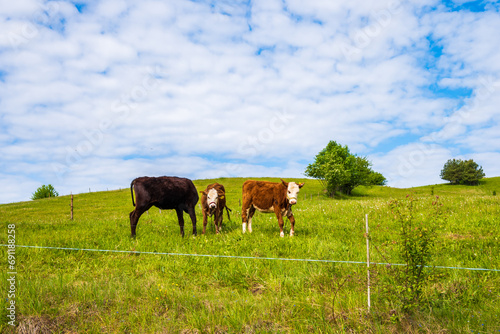 Fototapeta Naklejka Na Ścianę i Meble -  Cows on green meadow In Suwalski Landscape Park during spring season, Podlasie, Poland