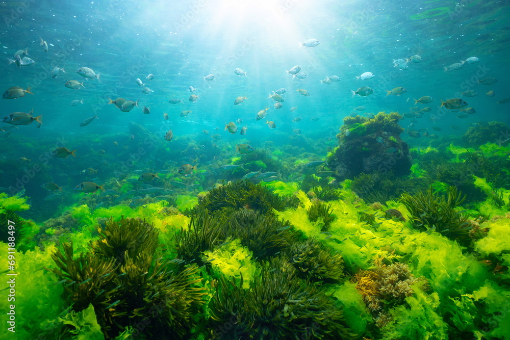 Green seaweed underwater with sunlight and shoal of fish, natural seascape in the Atlantic ocean, Spain, Galicia, Rias Baixas - obrazy, fototapety, plakaty 