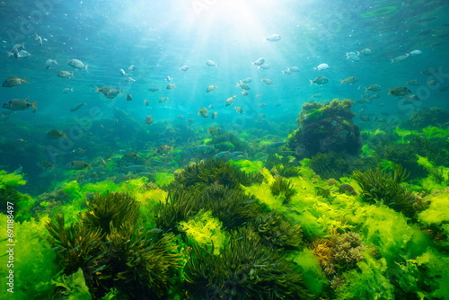 Fototapeta Naklejka Na Ścianę i Meble -  Green seaweed underwater with sunlight and shoal of fish, natural seascape in the Atlantic ocean, Spain, Galicia, Rias Baixas