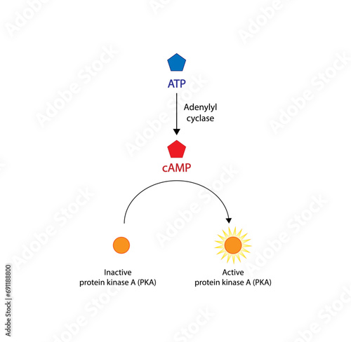 cAMP dependent protein kinases. cAMP, second messenger, production amplification. Protein kinase A, PKA. Vector illustration.