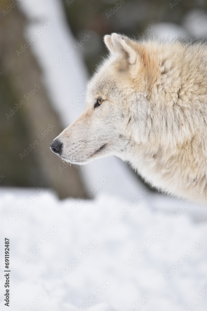 Naklejka premium E. Z. M. 9 Décembre 2023 