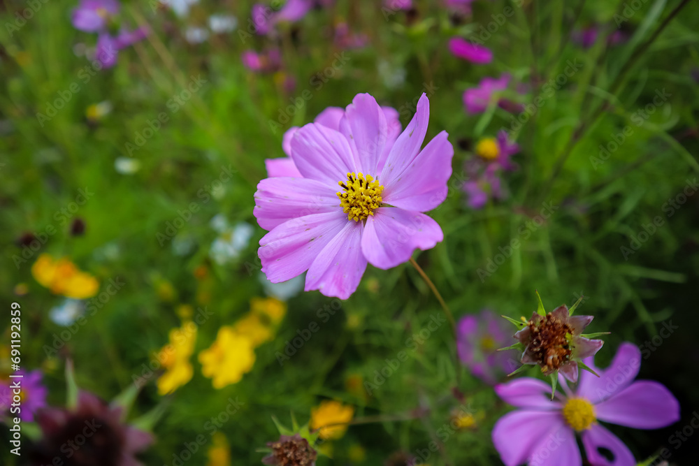 Cosmos Flower or Bunga Kenikir, Beauty purple flower, close up, blurred background Cosmos Flower or Bunga Kenikir, Beauty purple flower, close up, blurred background