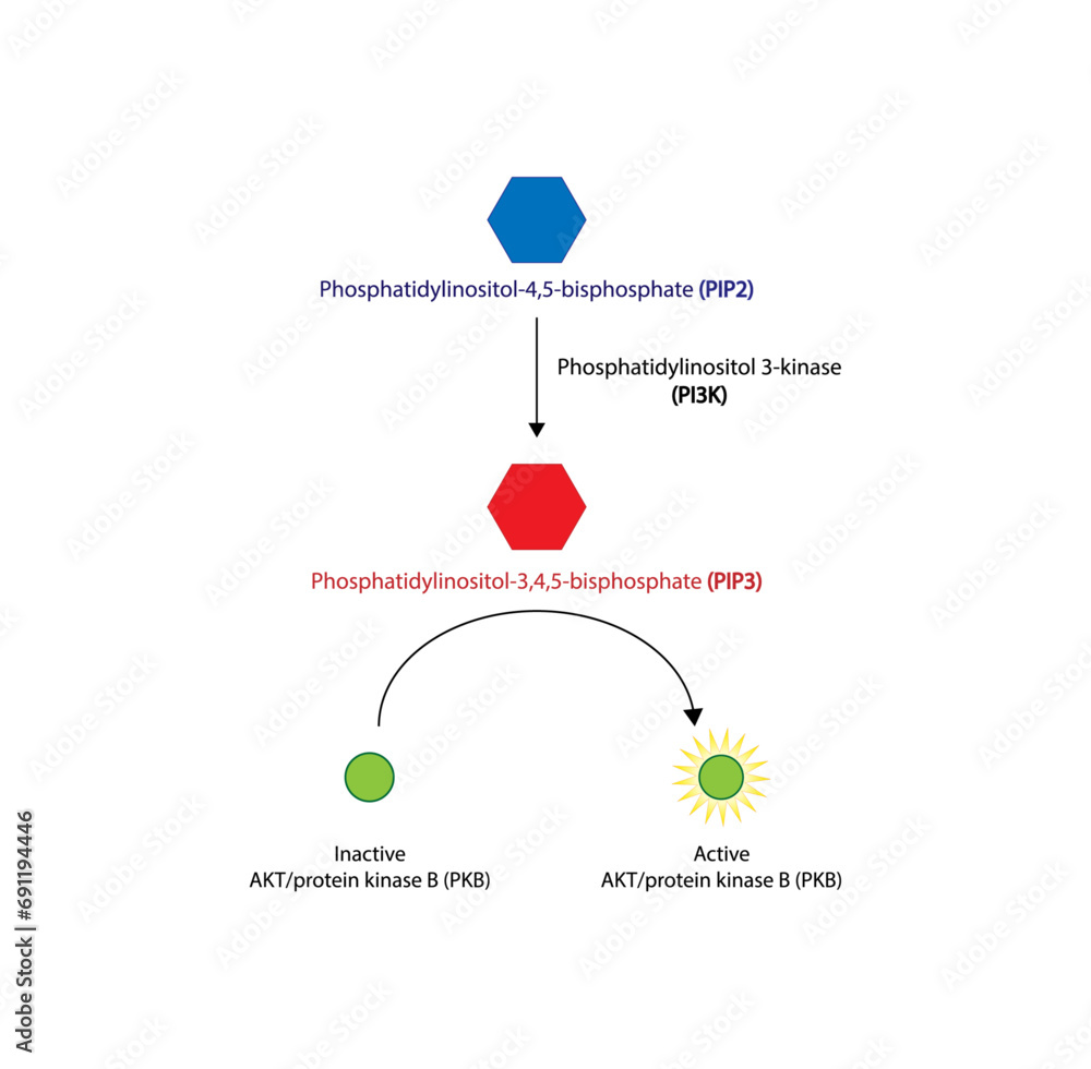 PI3K, Akt Pathway. phosphatidylinositol 3 kinase (PI3K). AKT, protein ...