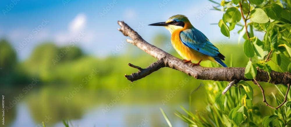 A majestic bird perched on a tree branch in the vibrant Danube Delta ecosystem environment conservation eco. Copy space image. Place for adding text