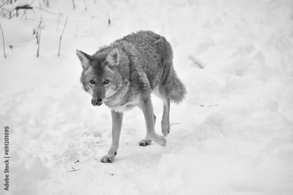 Naklejka premium E. Z. M. 9 Décembre 2023 - N&B