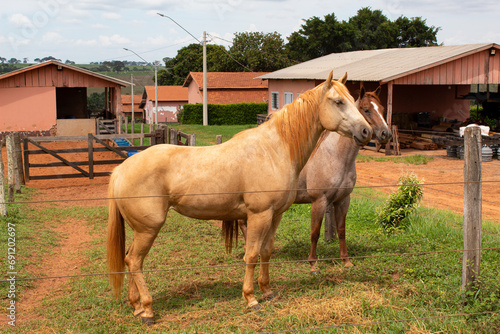 Cavalos na Fazenda photo
