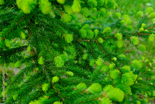 Background from evergreen spruce branches, soft focus. Growed young fir tree for publication, poster, screensaver, wallpaper, banner, cover, post, website. High quality photo