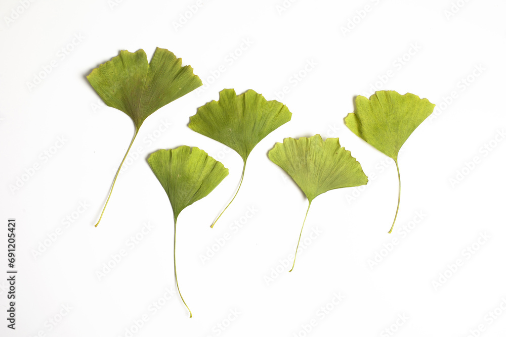 Ginkgo biloba leaves on white background, closeup. Gingko biloba is a