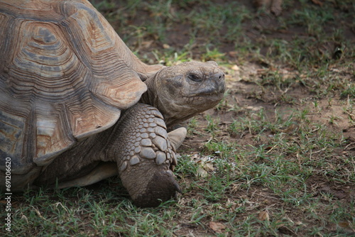 Senegal Schildkröte