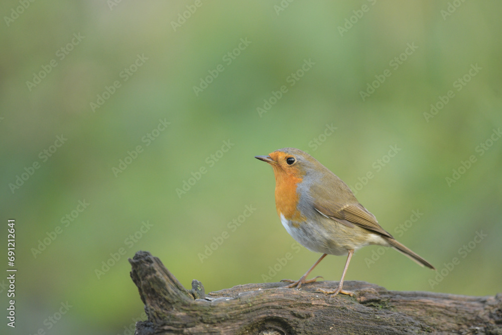 rouge gorge rouge gorge
