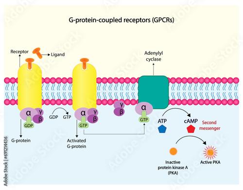 G protein coupled receptor. Structure of a G protein-coupled receptor (GPCR). Cell membrane receptors for ligands binding. cAMP, second messenger. Protein kinase PKA. vector illustration.