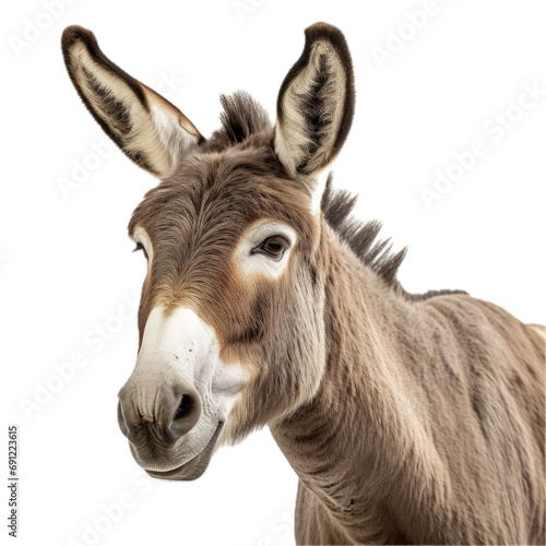 a Donkey/Burro portrait in a 3/4 view in a PNG,  isolated and transparent, farm animal-themed, photorealistic illustration.  Generative ai © Purple Penguin GFX